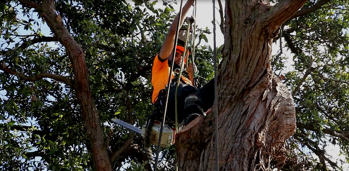 Tree Services